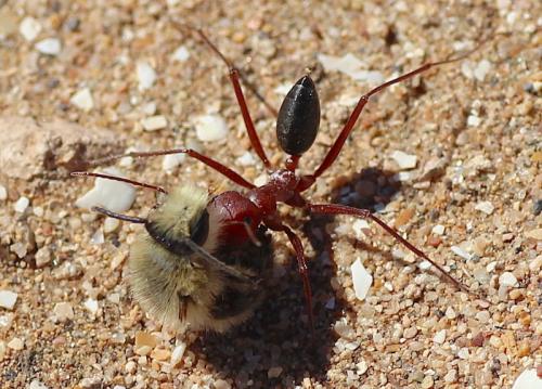 Cataglyphis sp.